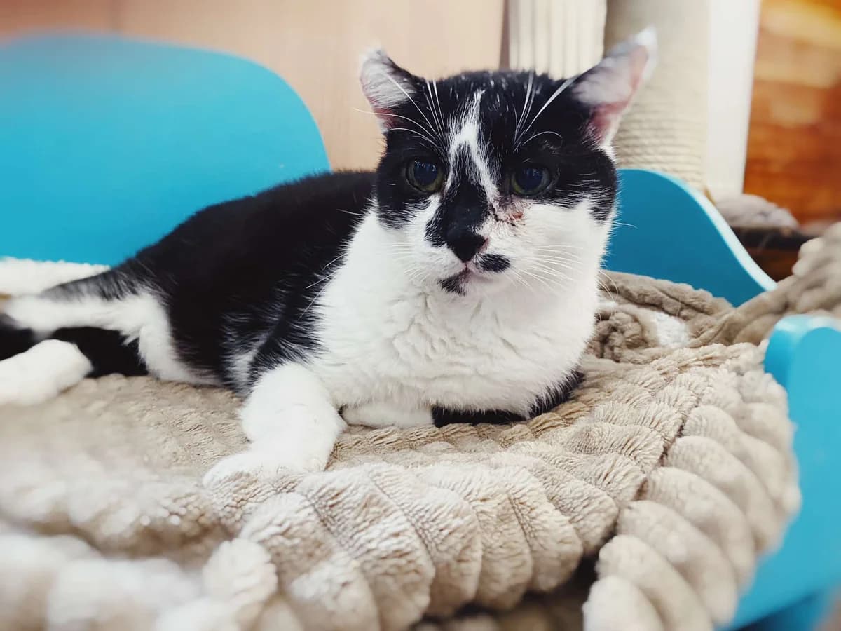 MIREK, Mixed Breed (Fundacja Głosem Zwierząt)