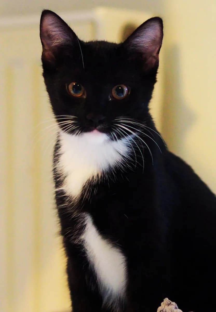 PYŁKA, Mixed Breed (Fundacja Głosem Zwierząt)