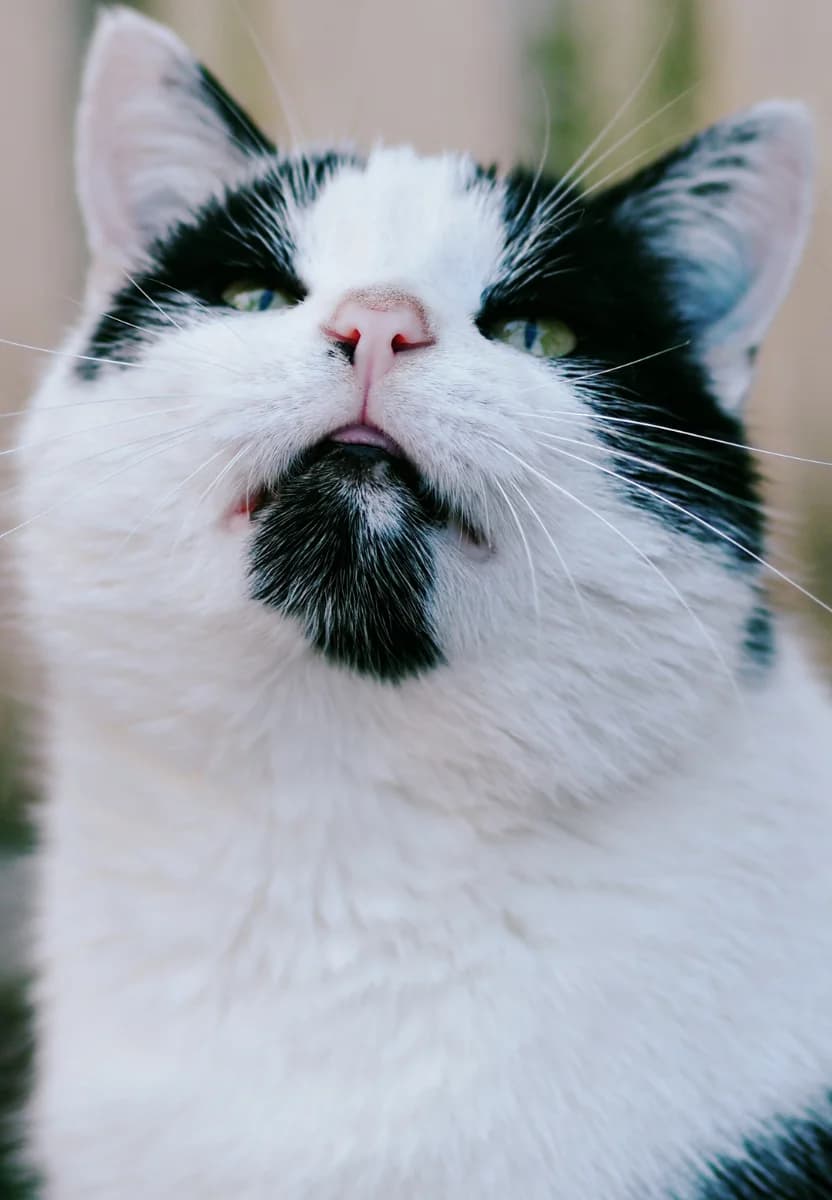 MONIEK, Mixed Breed (Fundacja Głosem Zwierząt)