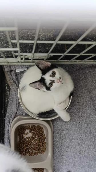 RUKOLA, Mixed Breed (Fundacja Głosem Zwierząt)