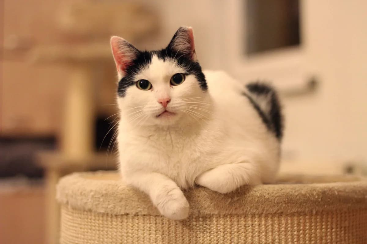 SERDUSZKO, Mixed Breed (Fundacja Głosem Zwierząt)