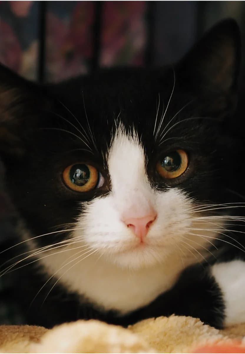 BEKSA, Mixed Breed (Fundacja Głosem Zwierząt)