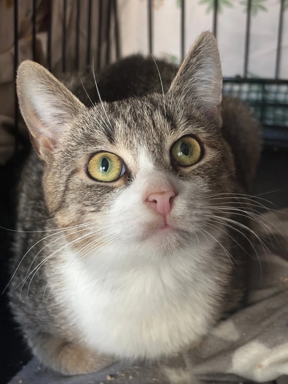 BALI, Mixed Breed (Fundacja Głosem Zwierząt)