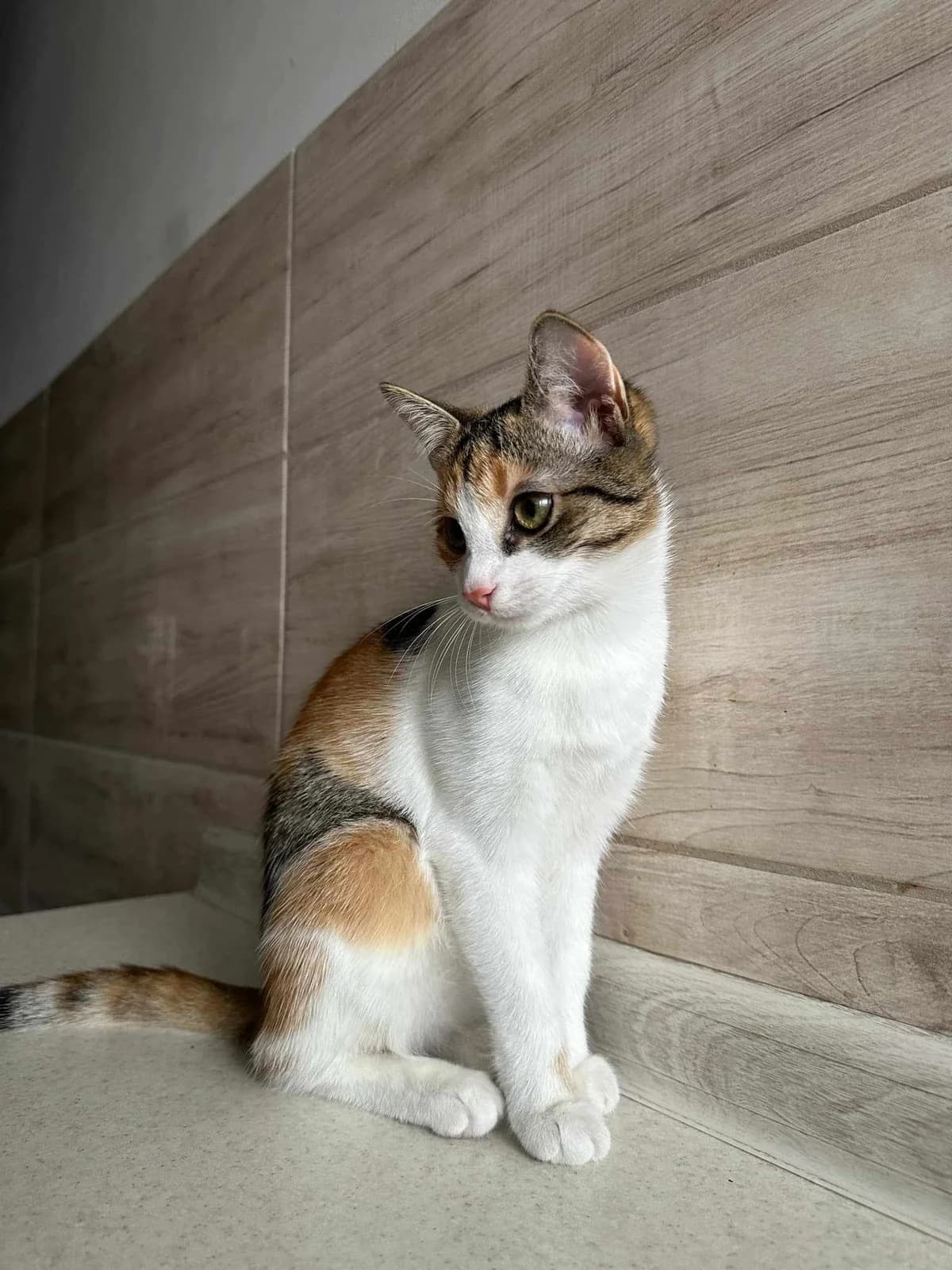 AGRAFKA, Mixed Breed (Fundacja Głosem Zwierząt)