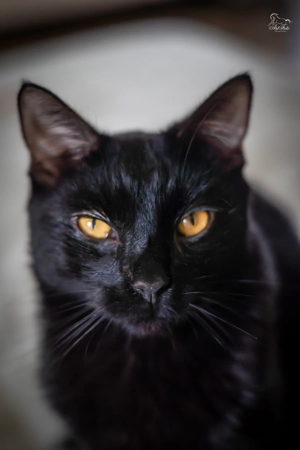 SOMBRERO, Mixed Breed (Fundacja Głosem Zwierząt)