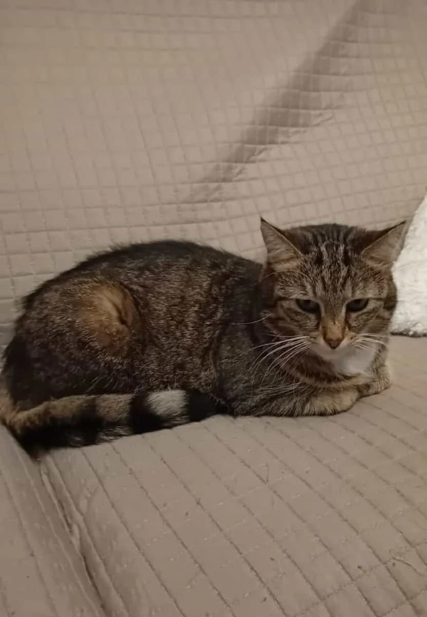 FELIX, Mixed Breed (Fundacja Głosem Zwierząt)