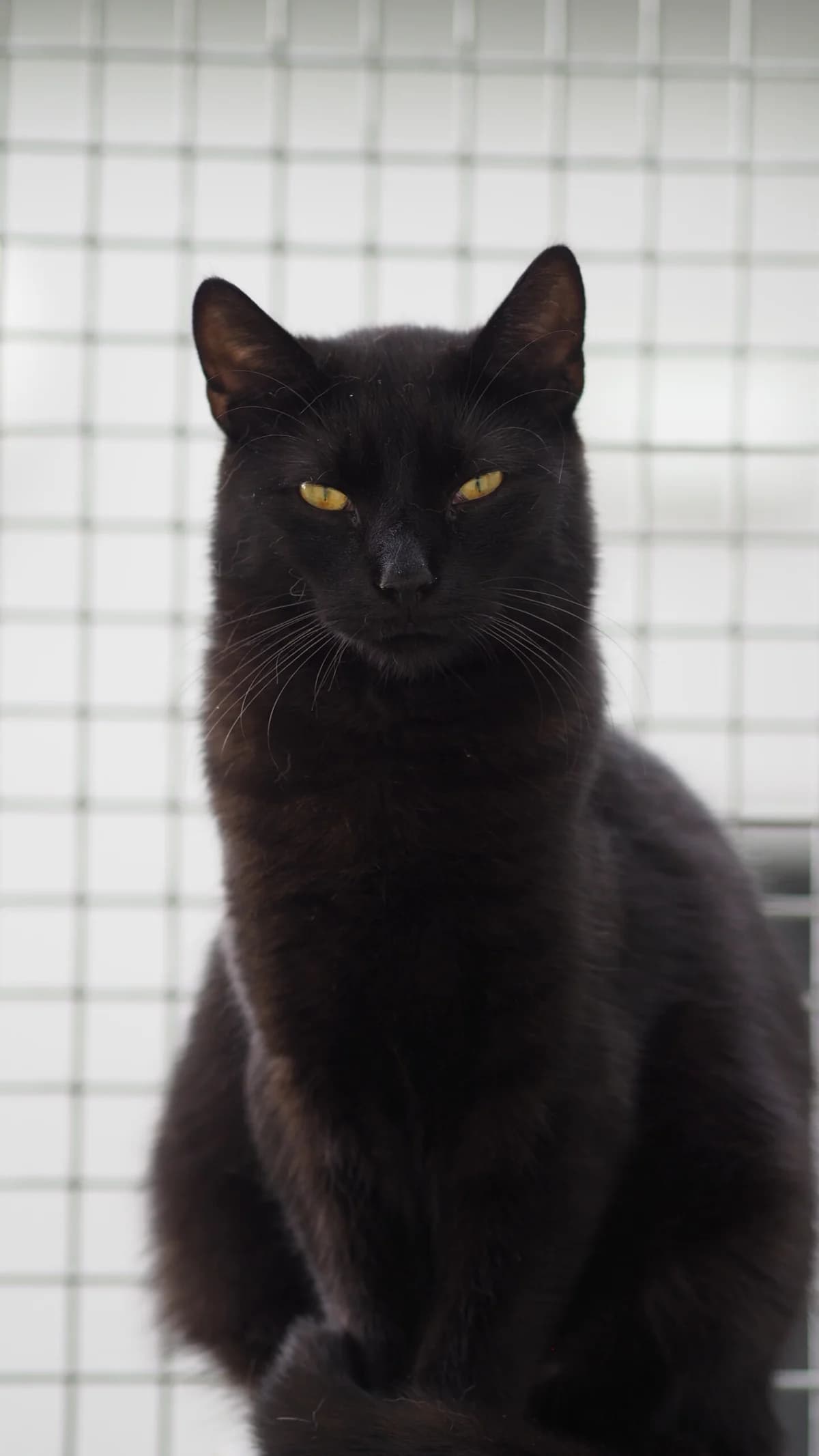 FIOŁEK, Mixed Breed (Fundacja Głosem Zwierząt)