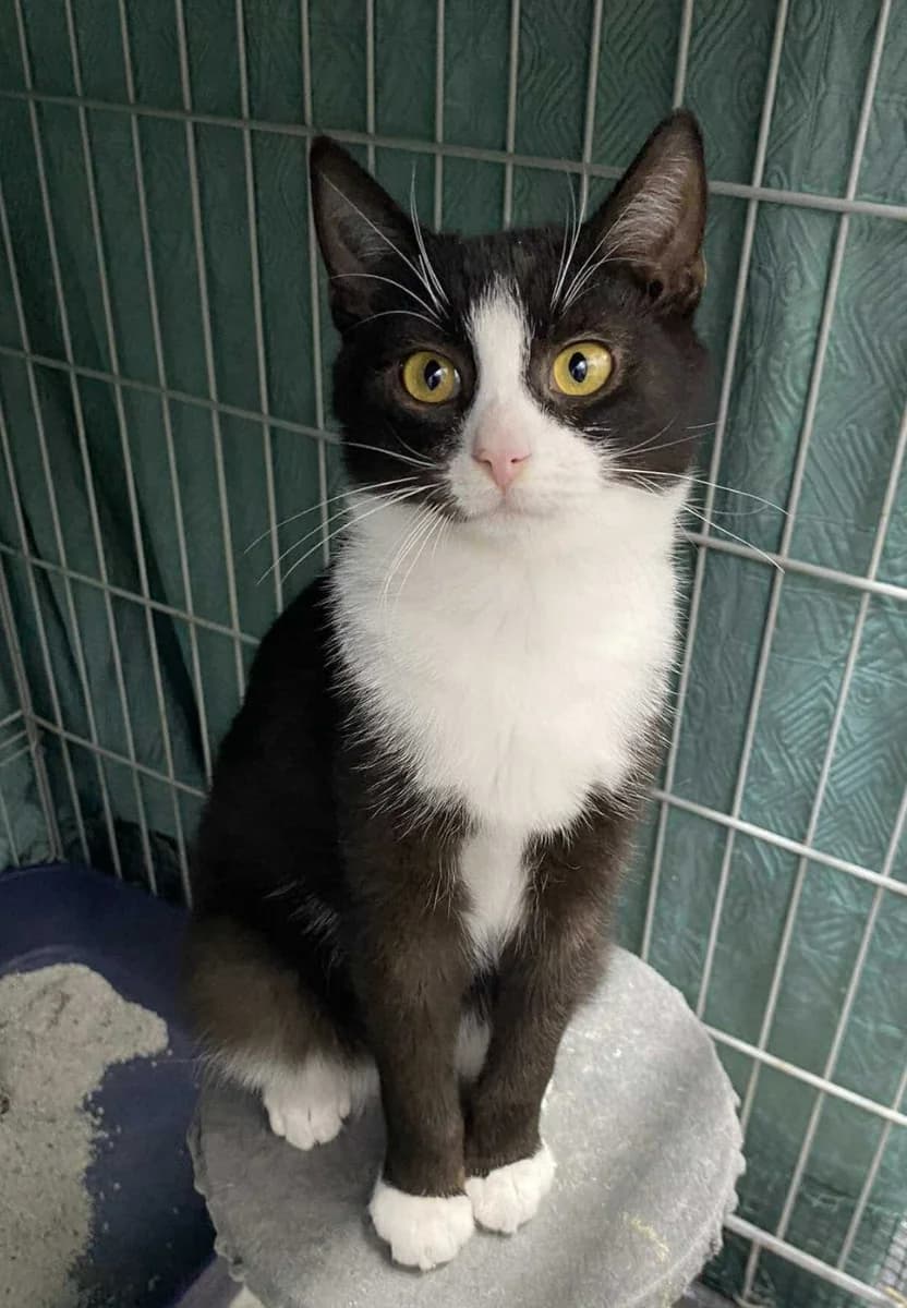 ELAN, Mixed Breed (Fundacja Głosem Zwierząt)