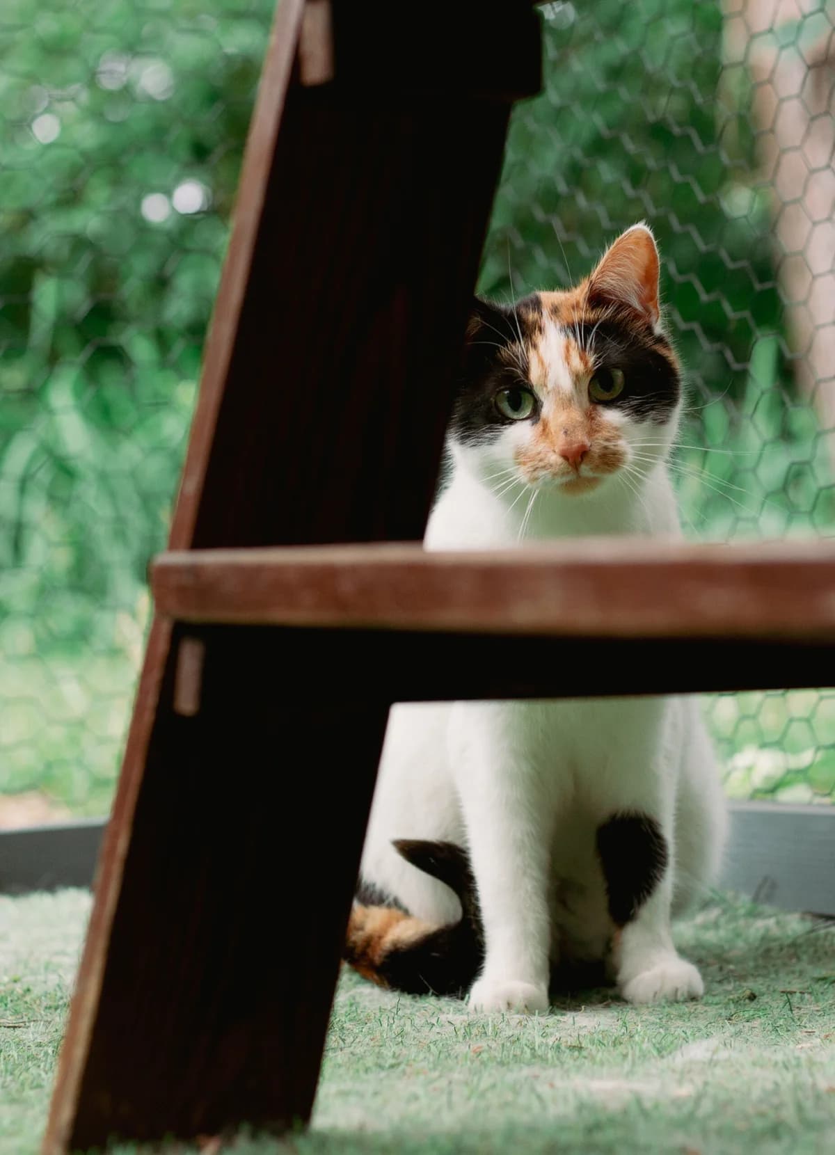 SASANKA, Mixed Breed (Fundacja Głosem Zwierząt)