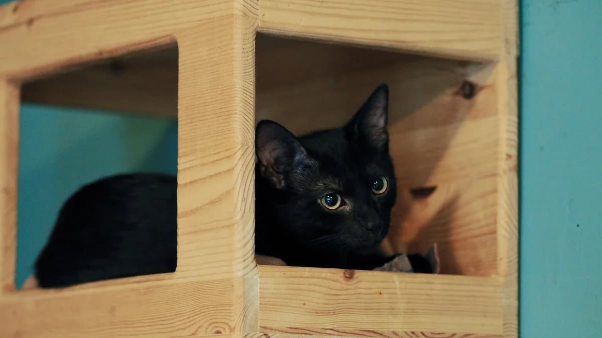 FARFOCEL, Mixed Breed (Fundacja Głosem Zwierząt)