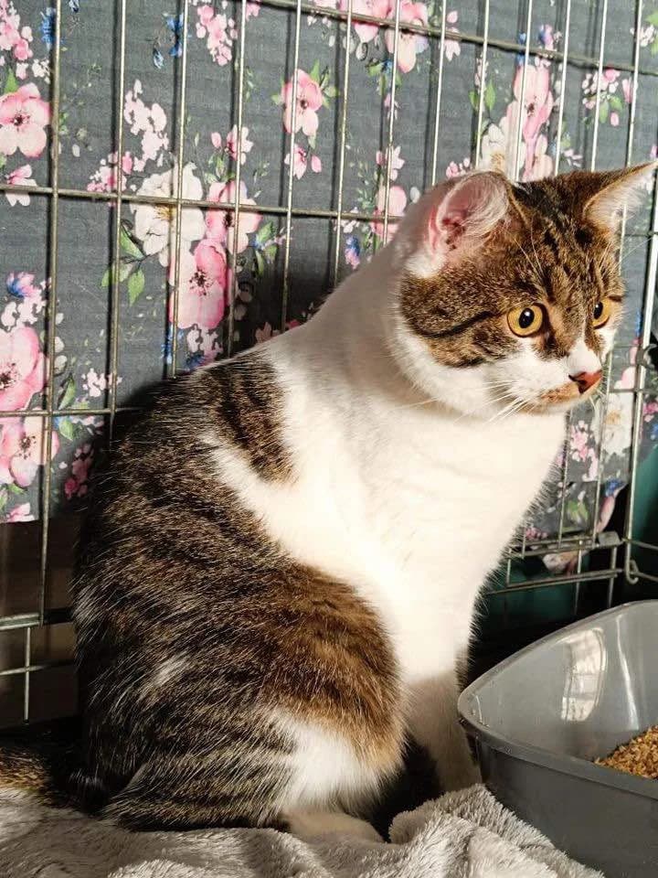 NEZUKO, Mixed Breed (Fundacja Głosem Zwierząt)