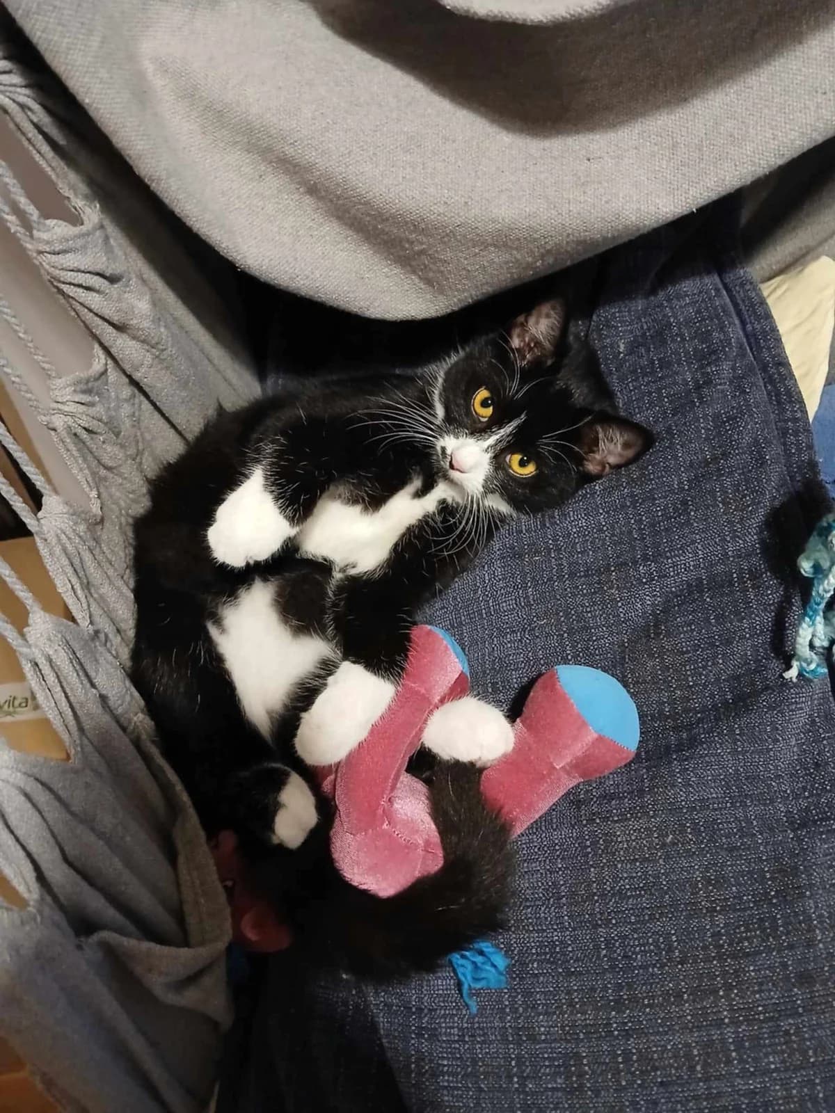 JAMAJKA, Mixed Breed (Fundacja Głosem Zwierząt)