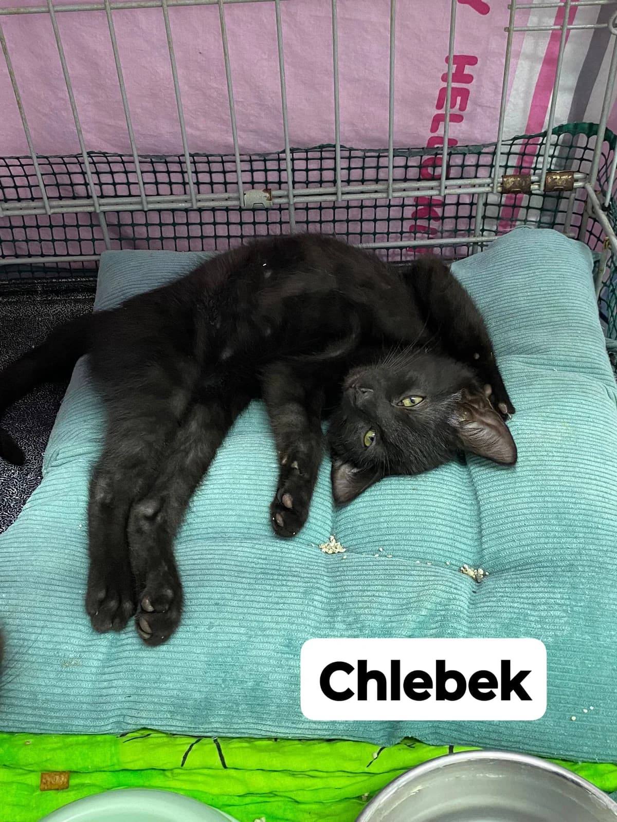 CHLEBEK, Mixed Breed (Fundacja Głosem Zwierząt)