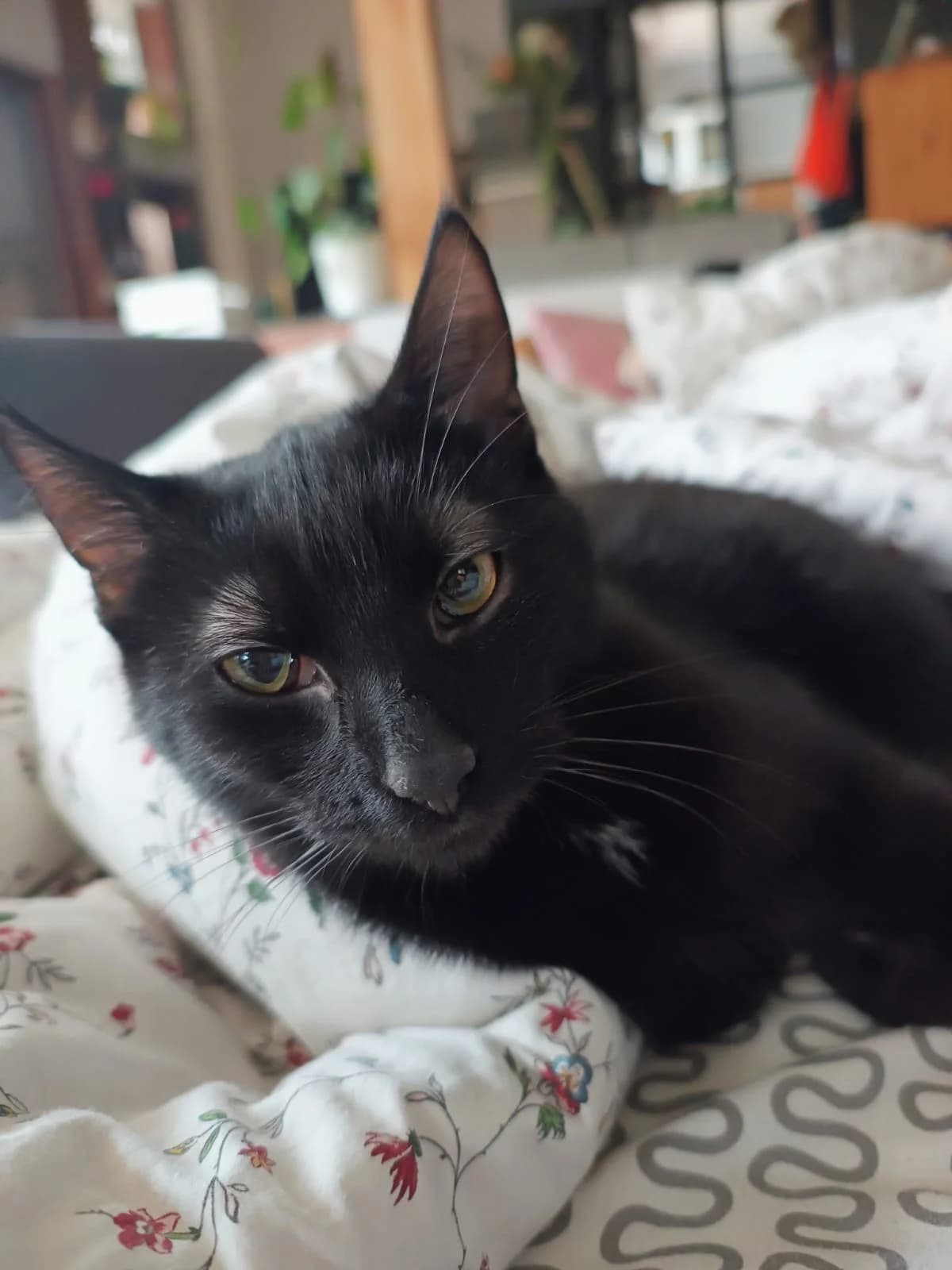 TOŚCIK, Mixed Breed (Fundacja Głosem Zwierząt)