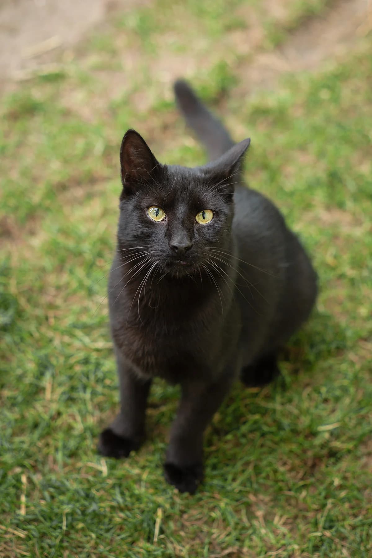 SZAFIR, Mixed Breed (Fundacja Głosem Zwierząt)