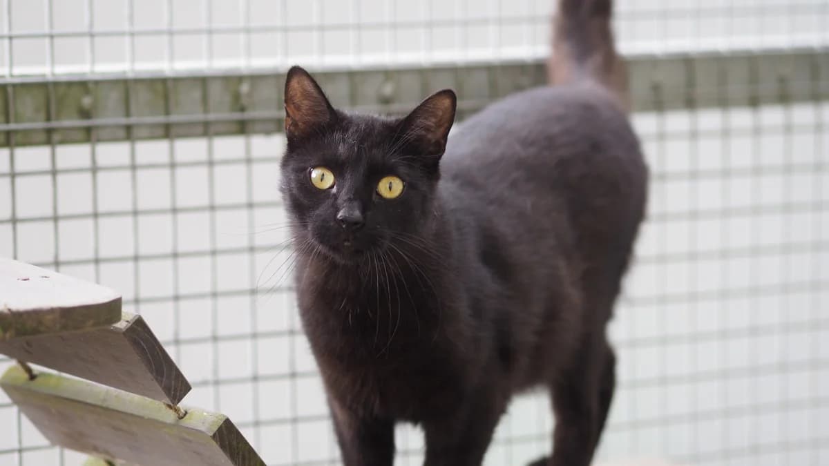 BRATEK, Mixed Breed (Fundacja Głosem Zwierząt)