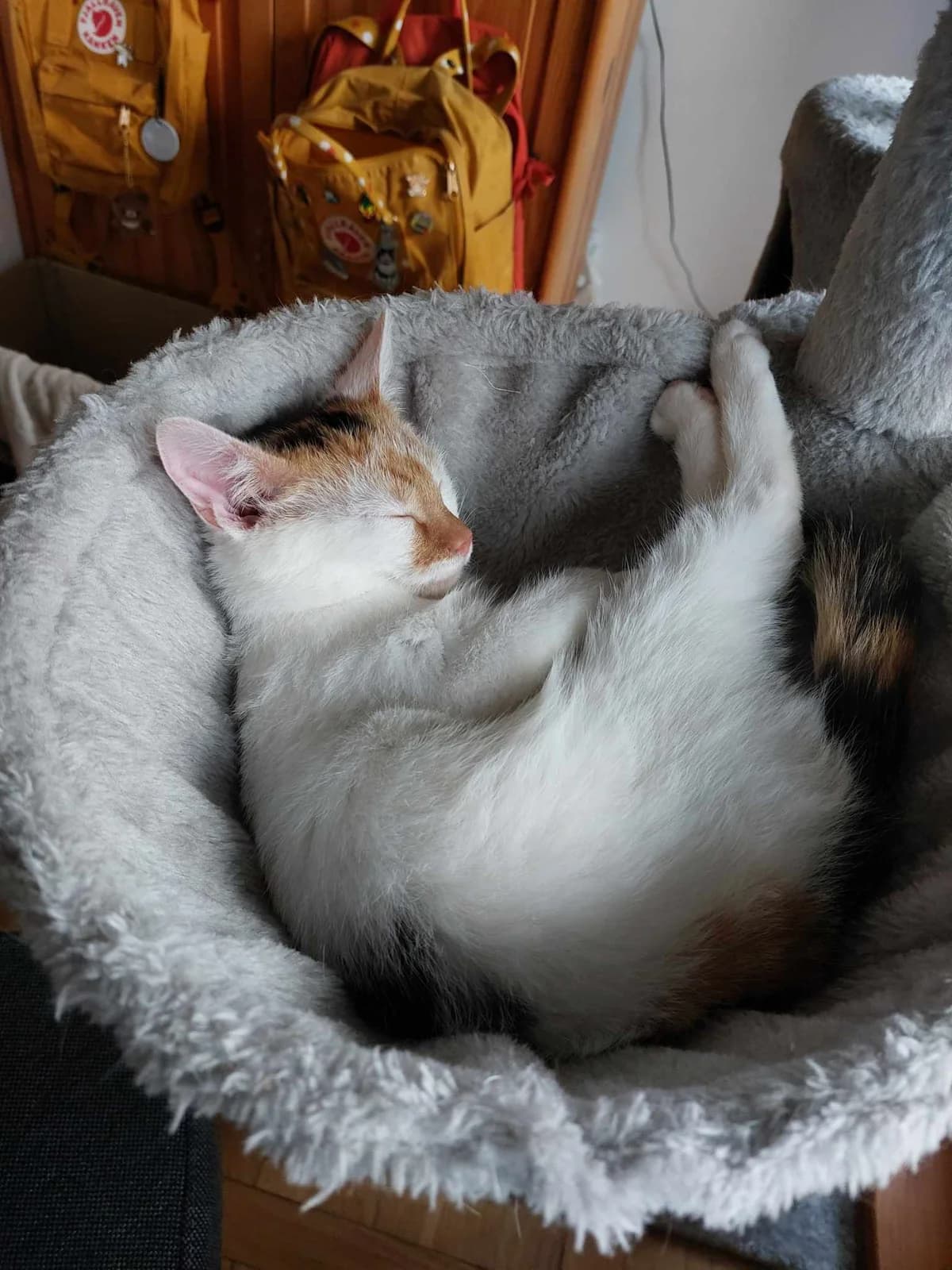 GIGI, Mixed Breed (Fundacja Głosem Zwierząt)