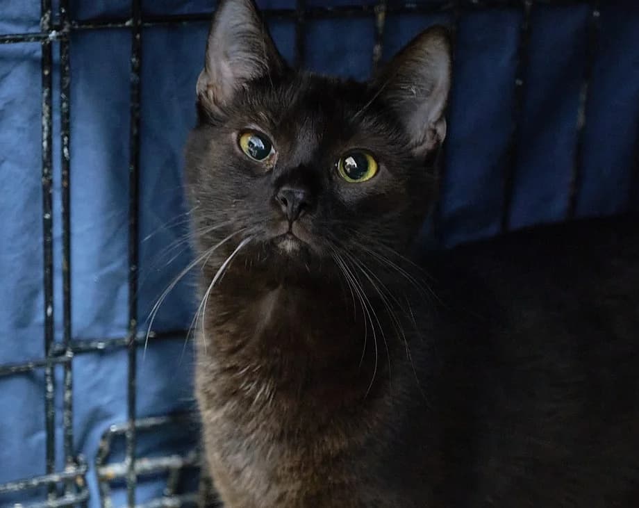 SELVA, Mixed Breed (Fundacja Głosem Zwierząt)