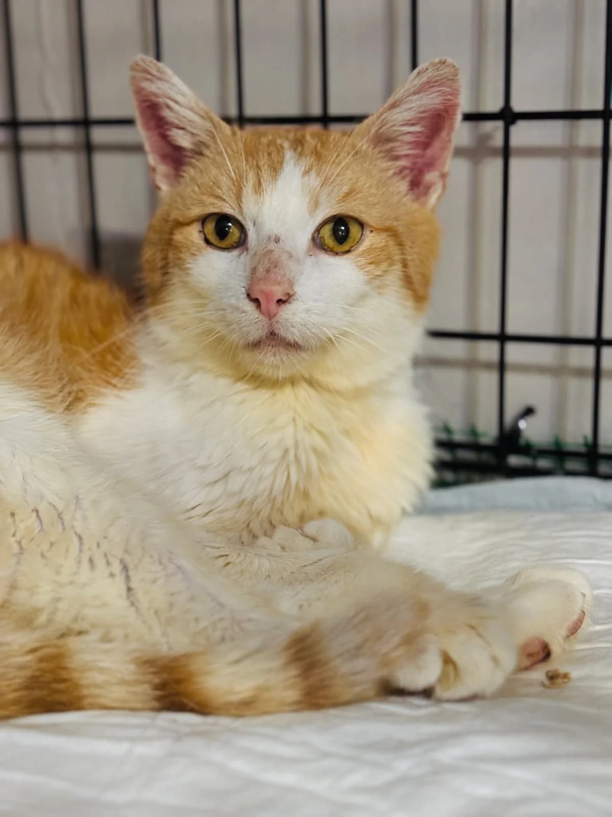 OGÓREK, Mixed Breed (Fundacja Głosem Zwierząt)