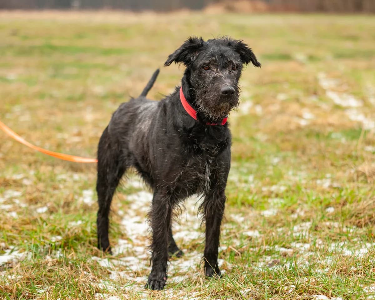 LEMON, Mixed Breed (Fundacja Głosem Zwierząt)