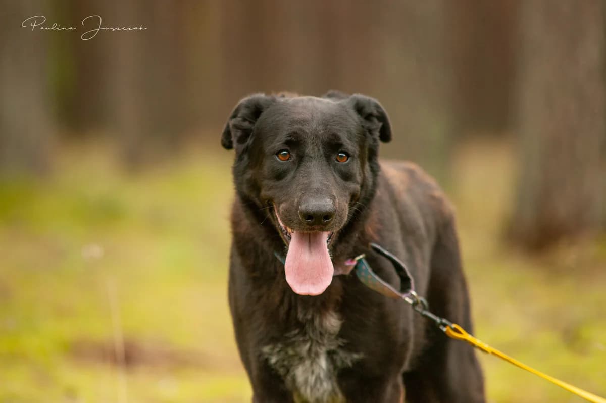 KENO, Mixed Breed (Fundacja Głosem Zwierząt)