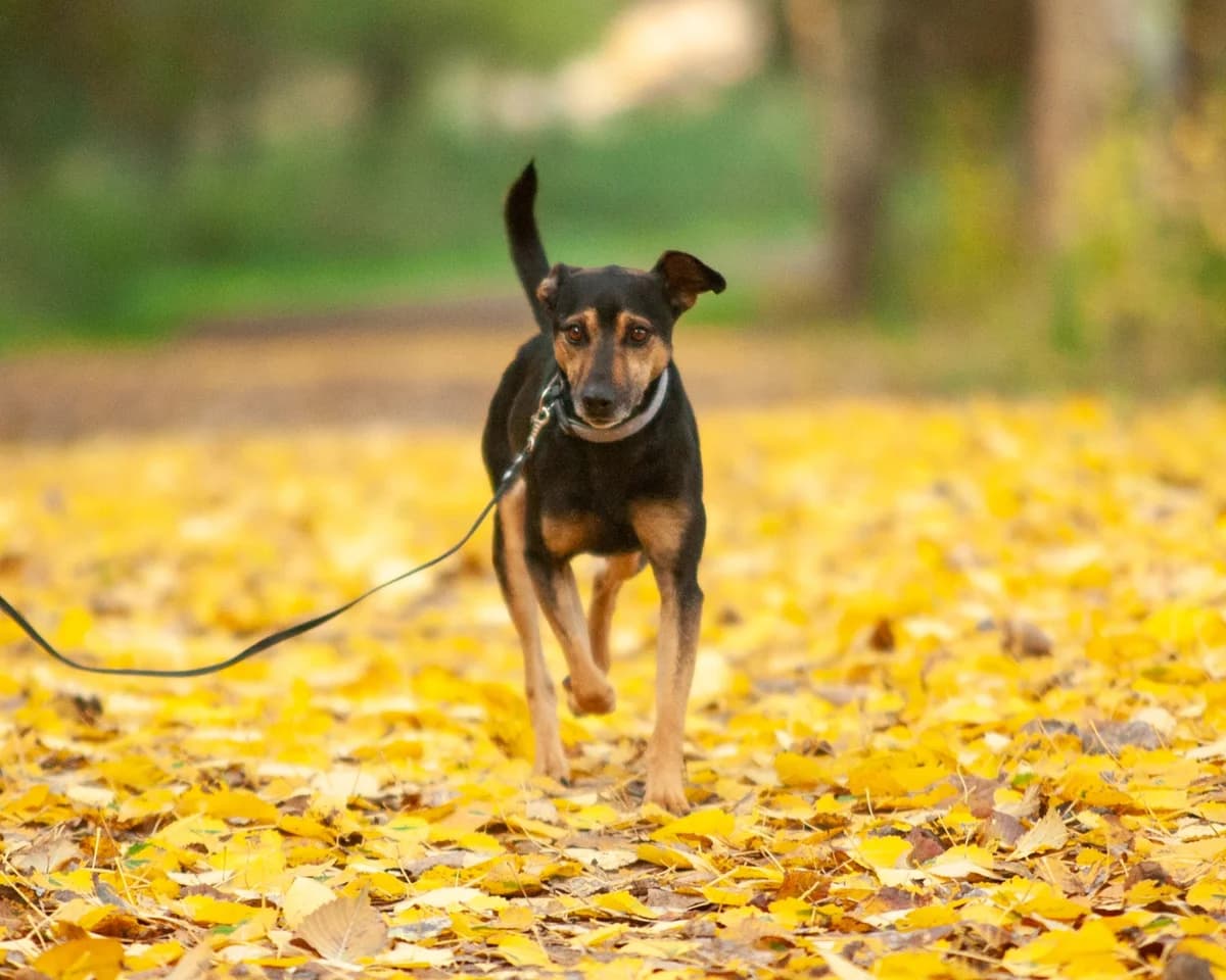 MANGO, Mixed Breed (Fundacja Głosem Zwierząt)