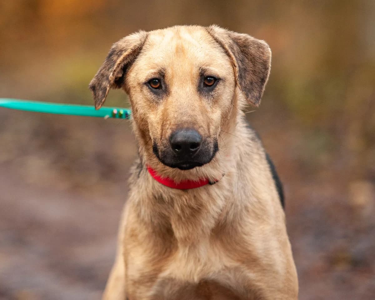 OLMO, Mixed Breed (Fundacja Głosem Zwierząt)