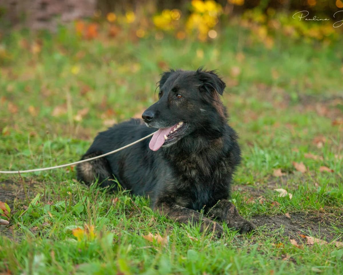 HAITI, Mixed Breed (Fundacja Głosem Zwierząt)