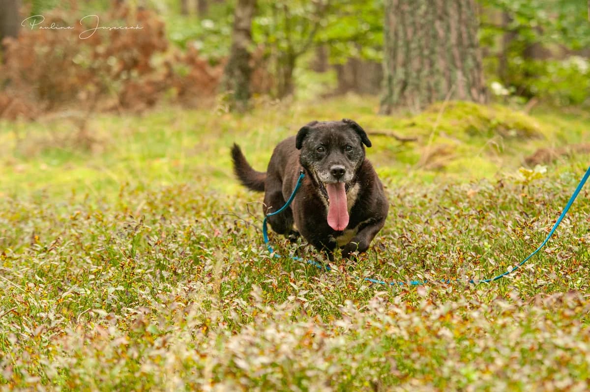 BOSTON, Mixed Breed (Fundacja Głosem Zwierząt)