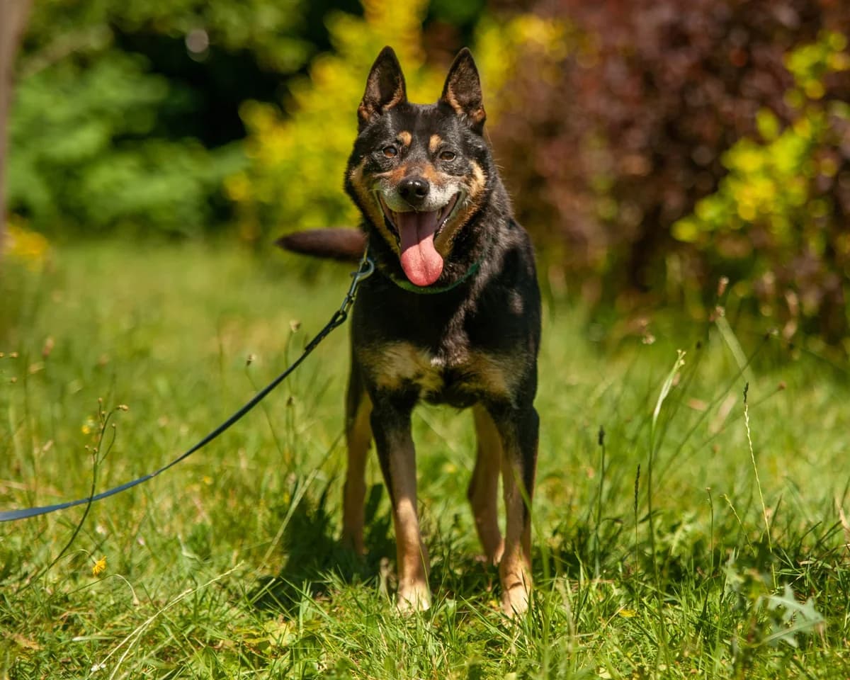 LEMON, Mixed Breed (Fundacja Głosem Zwierząt)