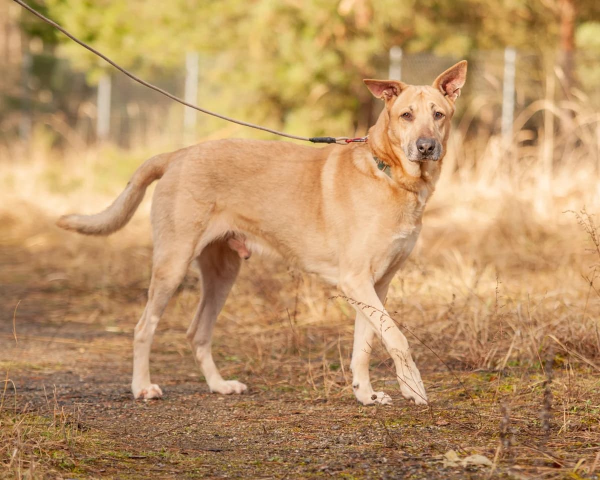 MANU, Mixed Breed (Fundacja Głosem Zwierząt)