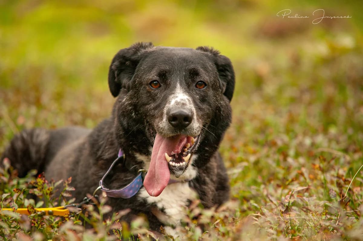MONTI, Mixed Breed (Fundacja Głosem Zwierząt)