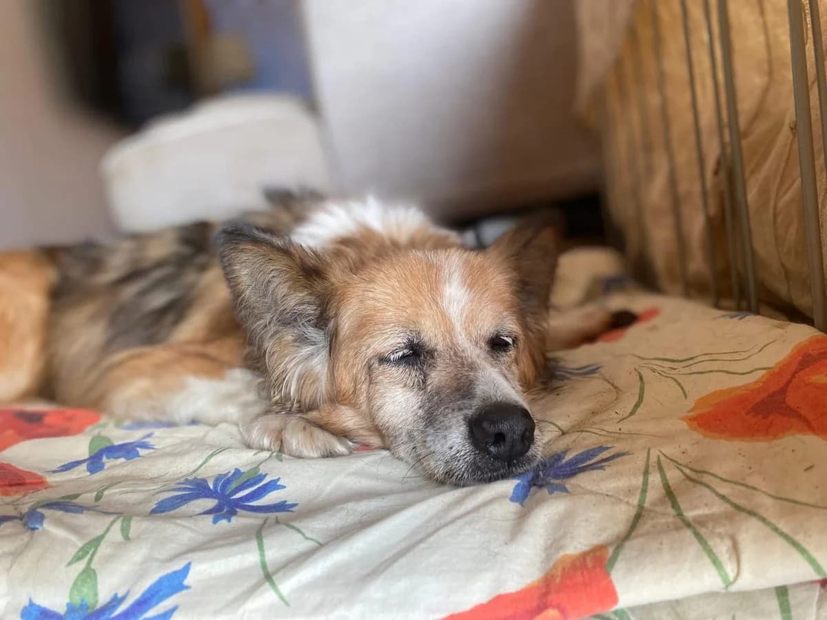 MUFINKA, Mixed Breed (Fundacja Głosem Zwierząt)