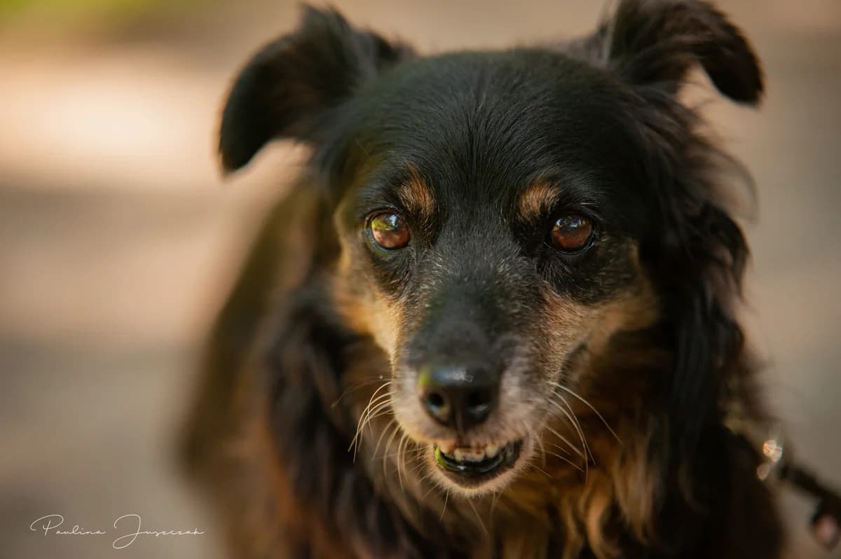 TELA, Mixed Breed (Fundacja Głosem Zwierząt)