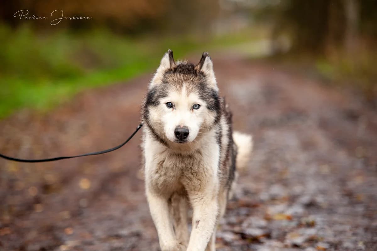 TAMAJA, Mixed Breed (Fundacja Głosem Zwierząt)