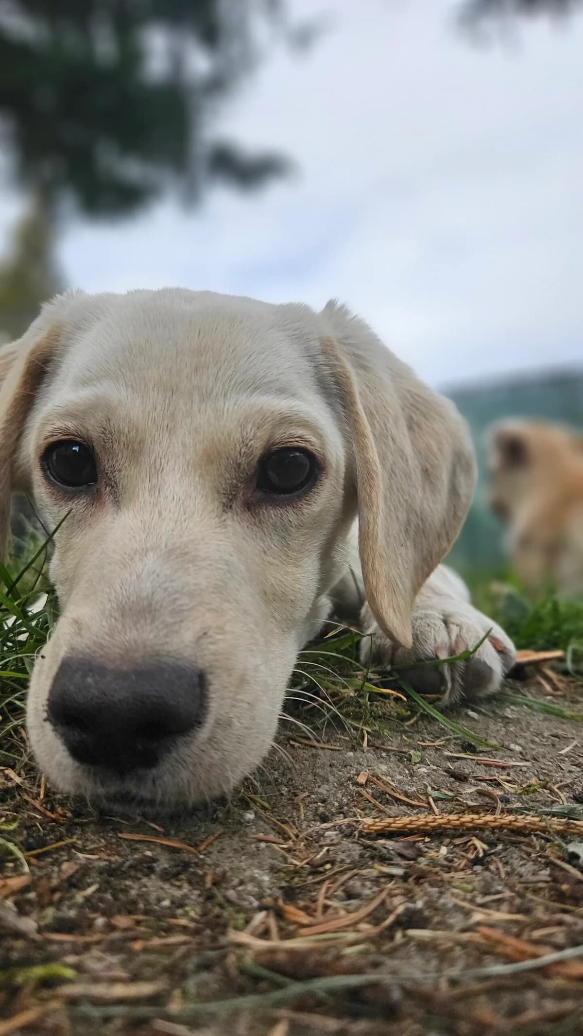 BUDYŃ, Mixed Breed (Fundacja Głosem Zwierząt)