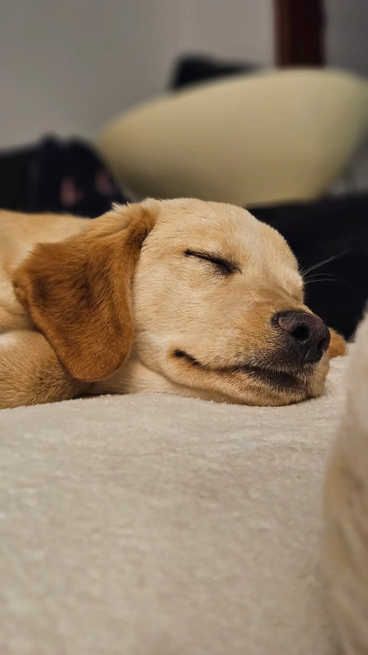 SZARLOTKA, Mixed Breed (Fundacja Głosem Zwierząt)
