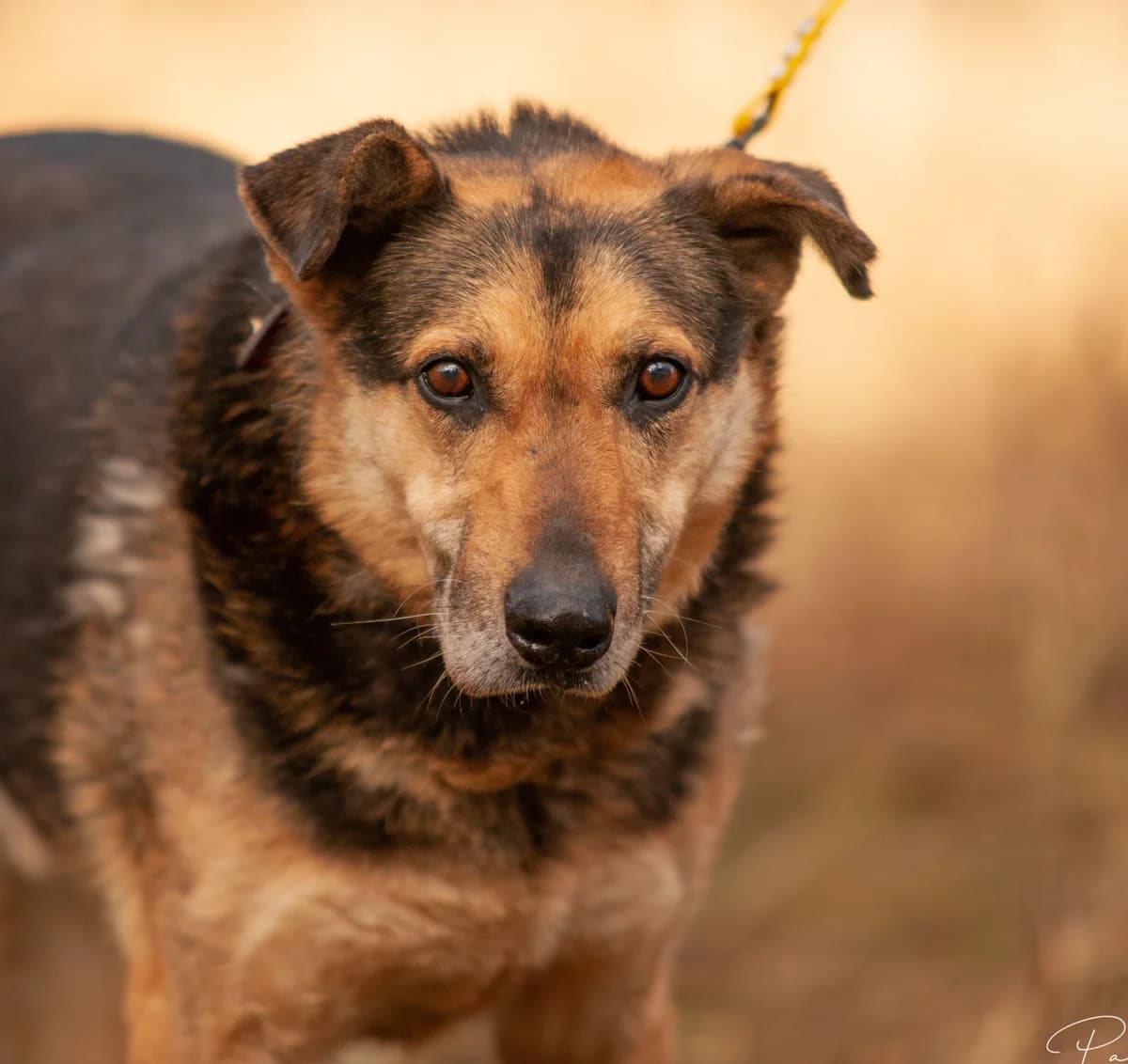 LENON, Mixed Breed (Fundacja Głosem Zwierząt)