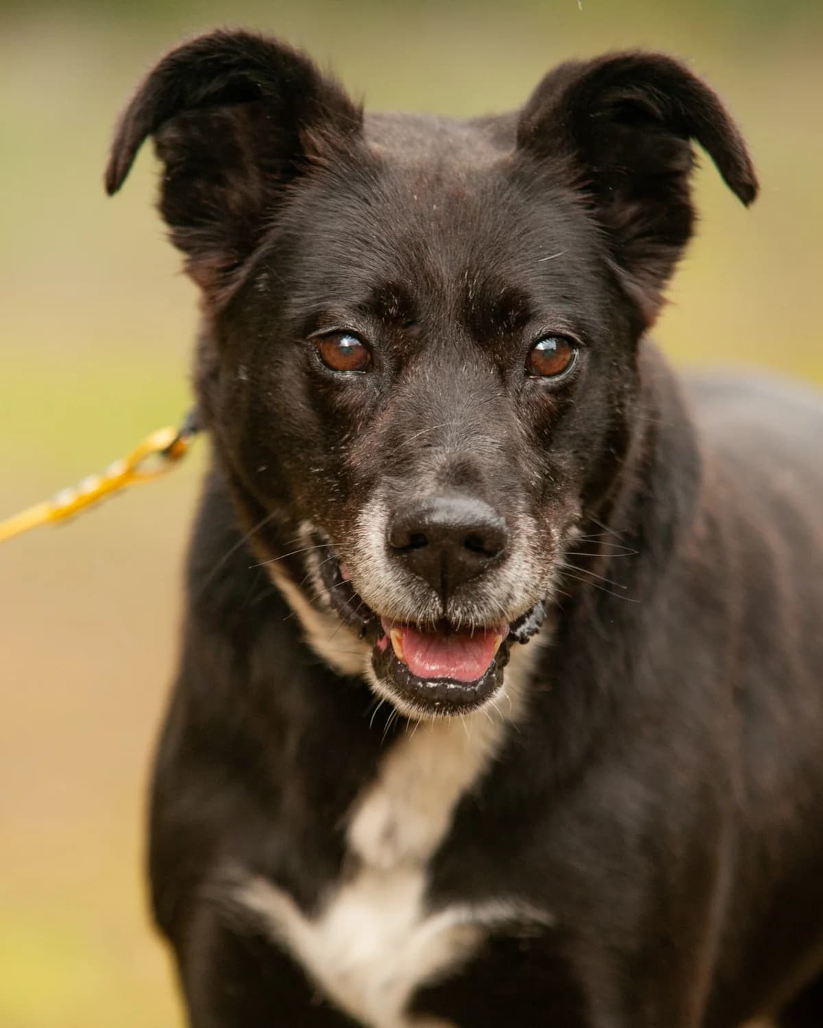 LETI, Mixed Breed (Fundacja Głosem Zwierząt)