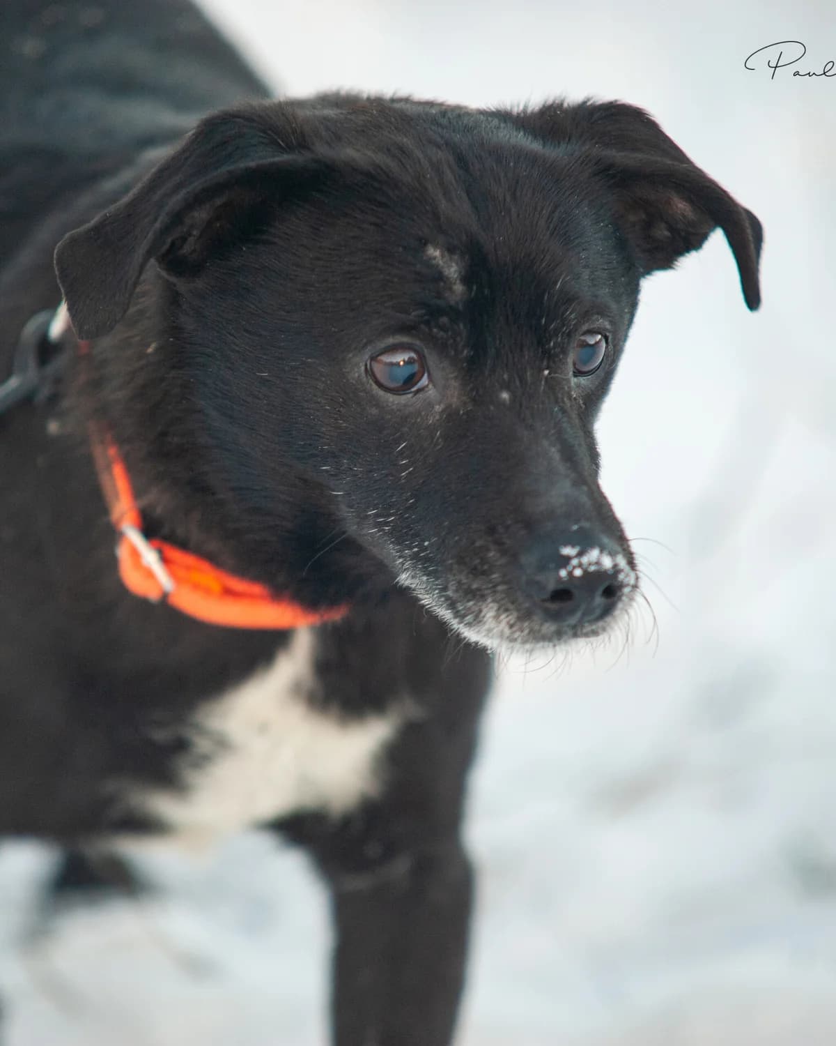 NIMI, Mixed Breed (Fundacja Głosem Zwierząt)