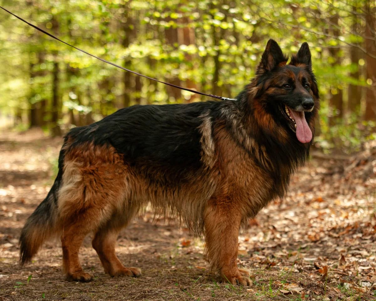 PANDO, Mixed Breed (Fundacja Głosem Zwierząt)