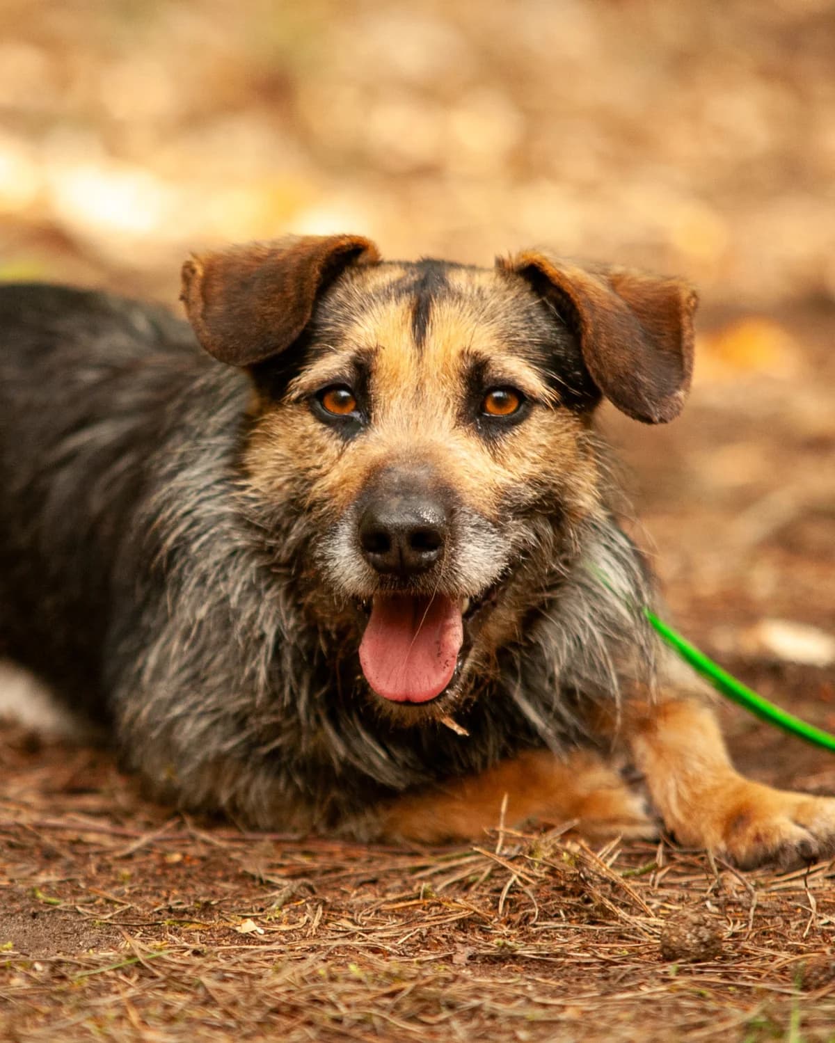 ELIS, Mixed Breed (Fundacja Głosem Zwierząt)