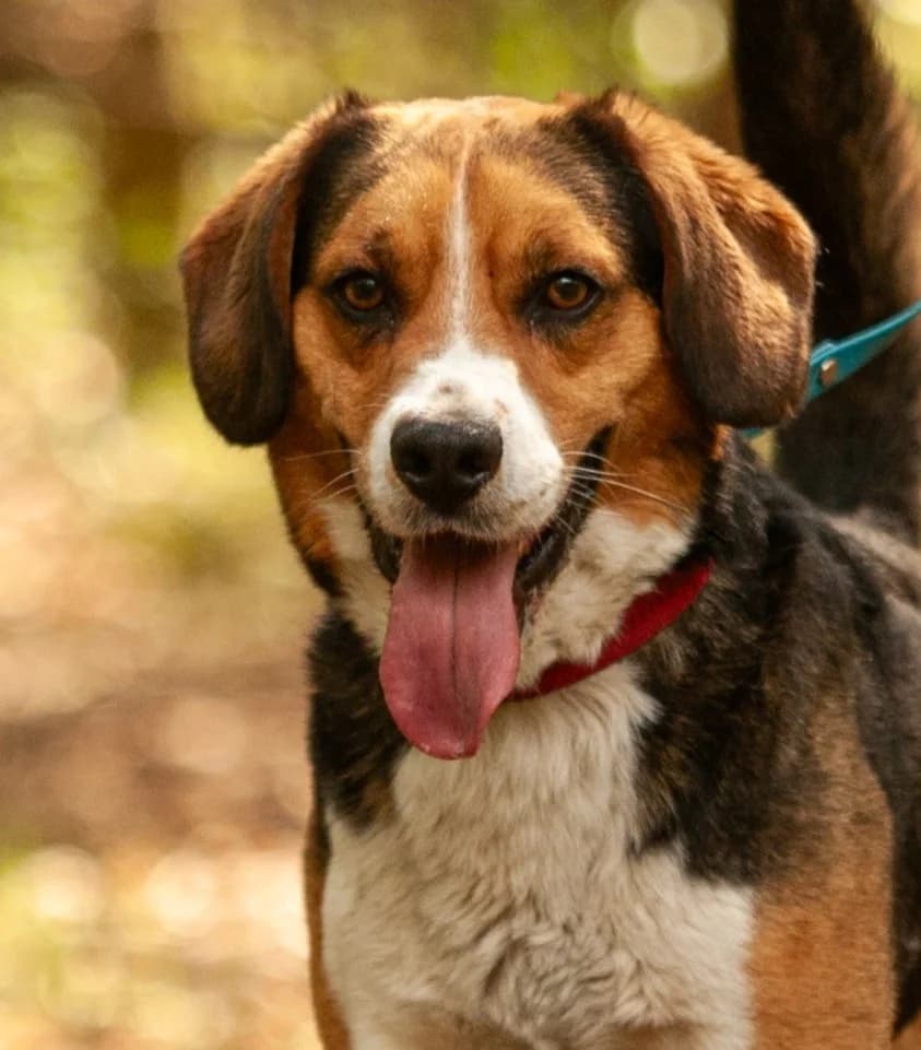 DUNDEE, Mixed Breed (Fundacja Głosem Zwierząt)