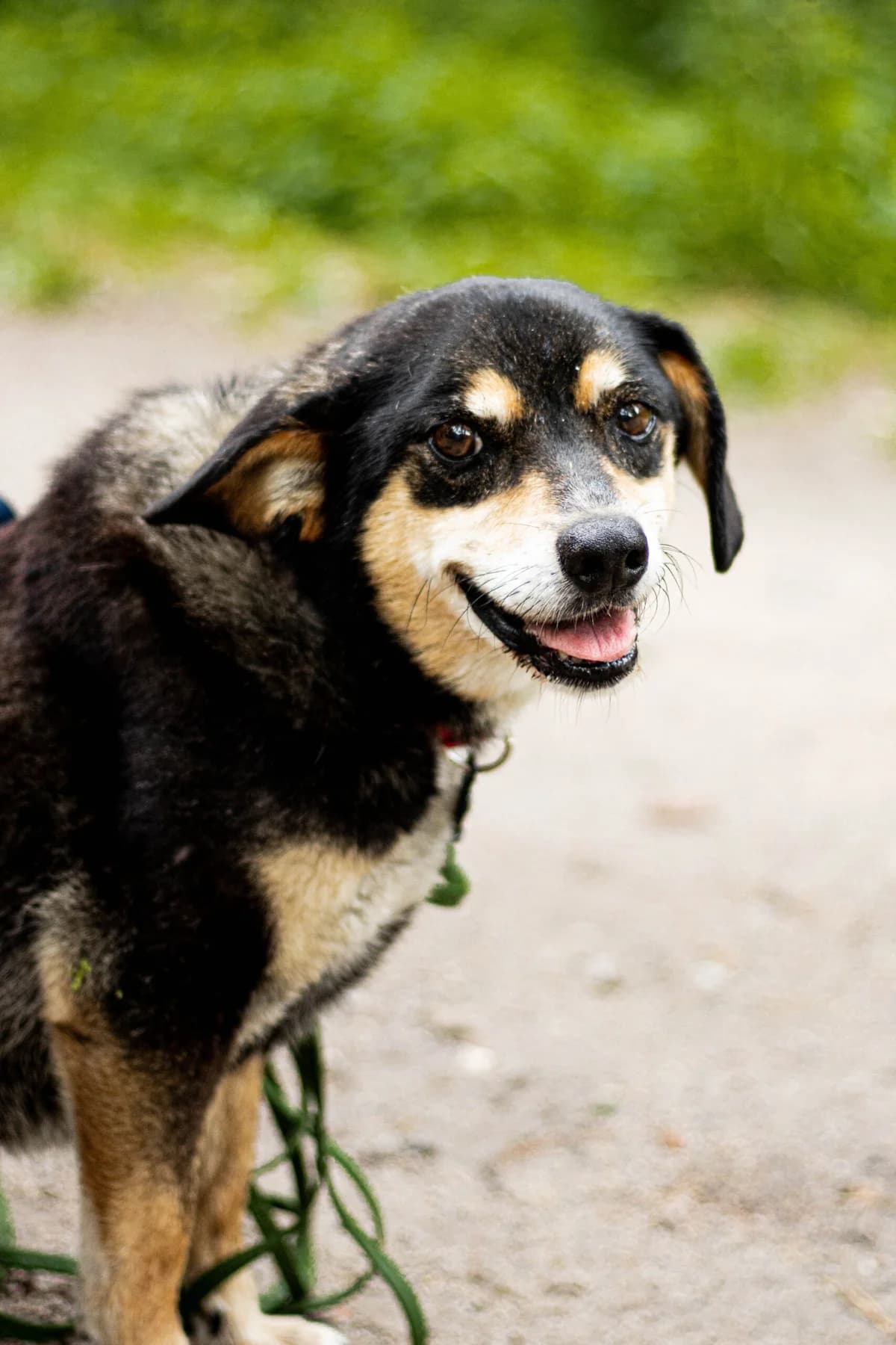 TOSIK, Mixed Breed (Fundacja Głosem Zwierząt)