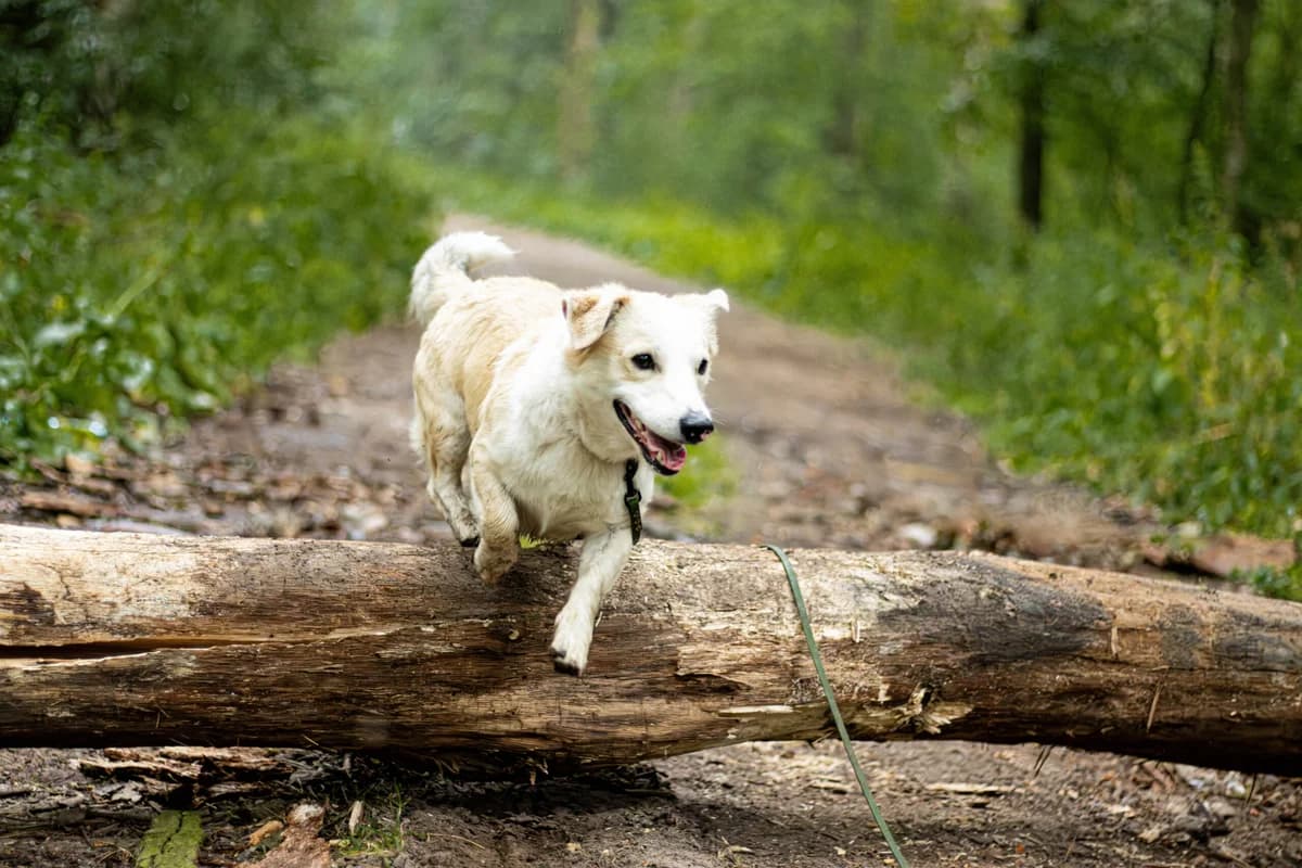 ORI, Mixed Breed (Fundacja Głosem Zwierząt)