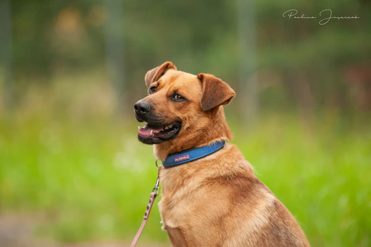 MELI, Mixed Breed (Fundacja Głosem Zwierząt)