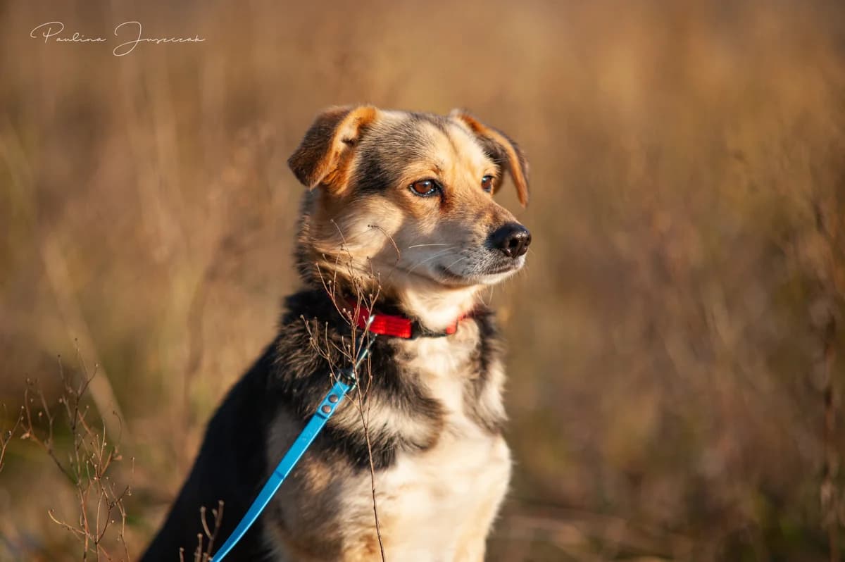 EMILEK, Mixed Breed (Fundacja Głosem Zwierząt)