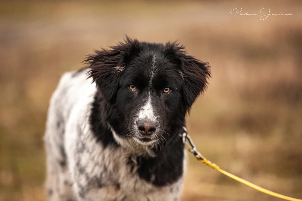 LIVKA, Mixed Breed for adoption at Fundacja Głosem Zwierząt, Polska