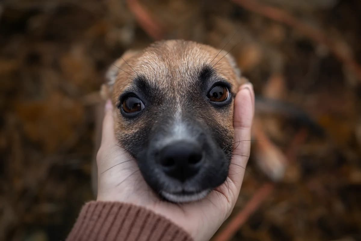 MIA, Mixed Breed for adoption at Fundacja Głosem Zwierząt, Polska