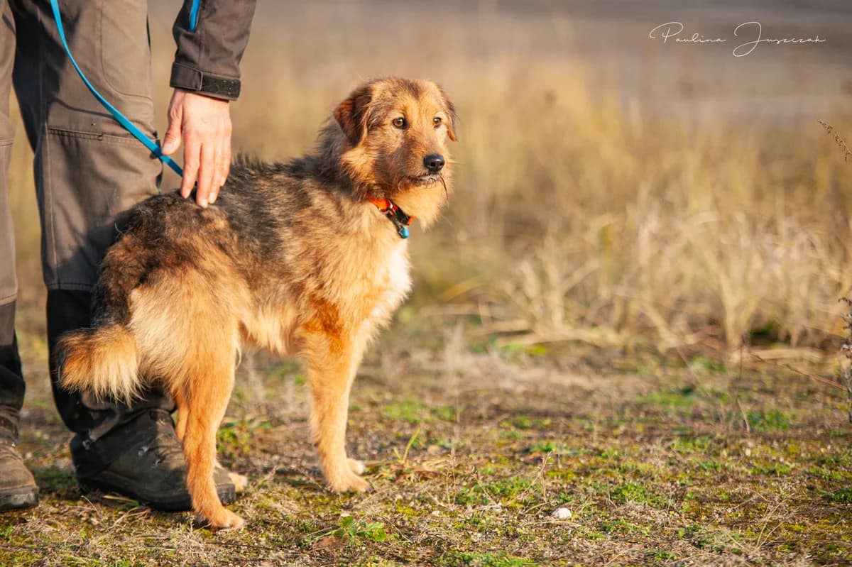 SHU-SH, Mixed Breed (Fundacja Głosem Zwierząt)